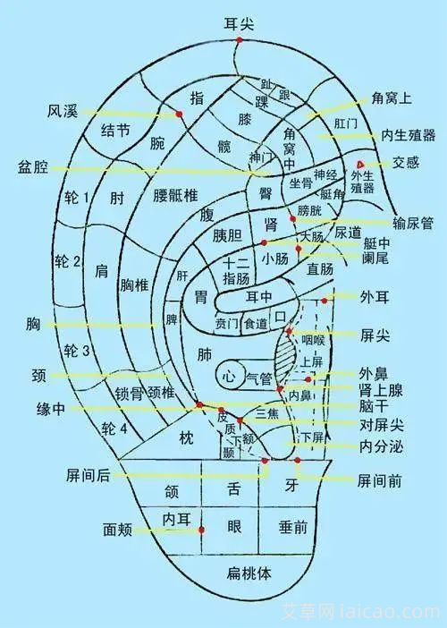 艾灸耳朵，活筋通络(图1)