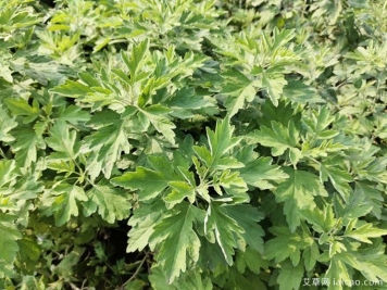 艾草药食两用，生活中的多面手