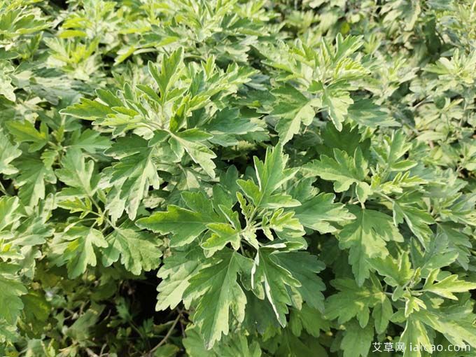 艾草药食两用，生活中的多面手(图1)